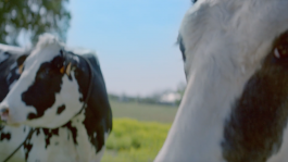 TRAVELLING FILMS