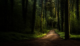 TRAVELLING FILMS