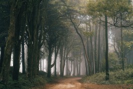 TRAVELLING FILMS
