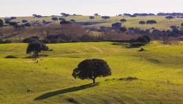 TRAVELLING FILMS